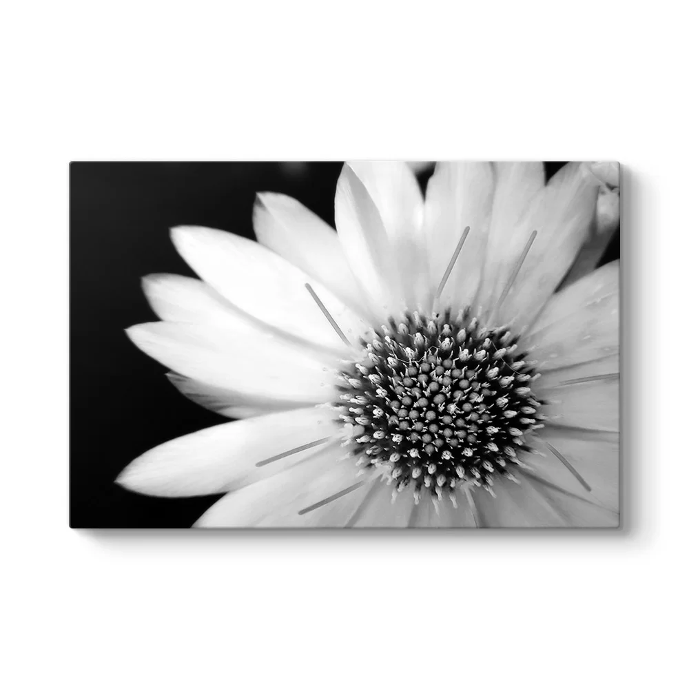 Yakından Gerbera Çiçeği Tablosu - Model 1
